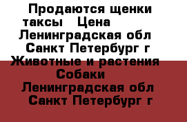 Продаются щенки таксы › Цена ­ 4 000 - Ленинградская обл., Санкт-Петербург г. Животные и растения » Собаки   . Ленинградская обл.,Санкт-Петербург г.